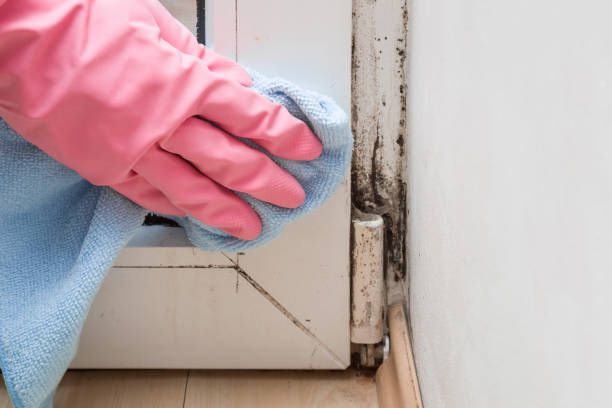 Mold Documentation for Insurance Claims in Taylor, AZ